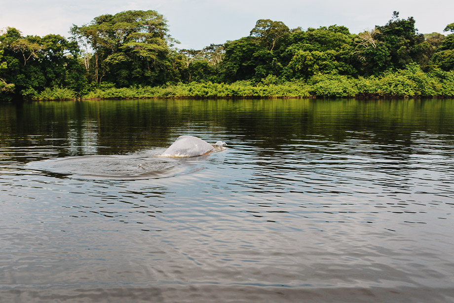 El delfín del Amazonas, Inia geoffrensis, también llamado delfín rosado, se separó de sus ancestros oceánicos hace unos 15 millones de años, durante el mioceno.