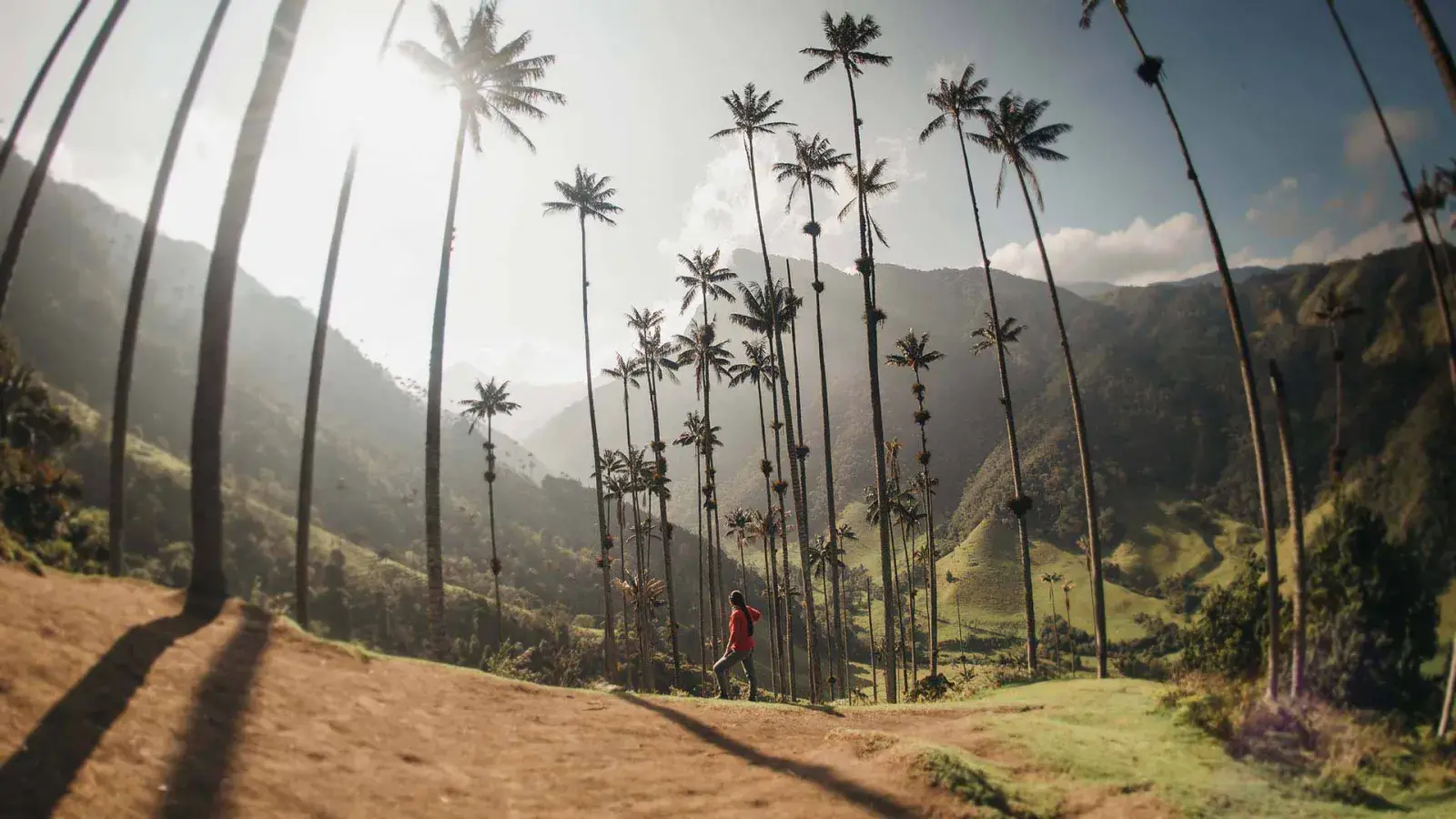 Valle de Cocora