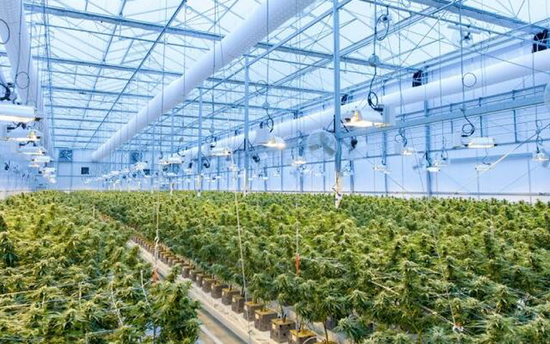 Usos industriales del cannabis y cañamo