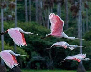 Naturaleza en contraste