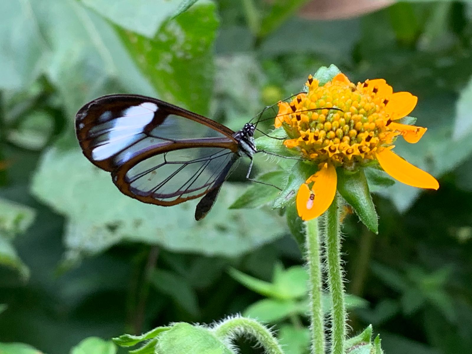 Mariposa Alas de Cristal Oxidada