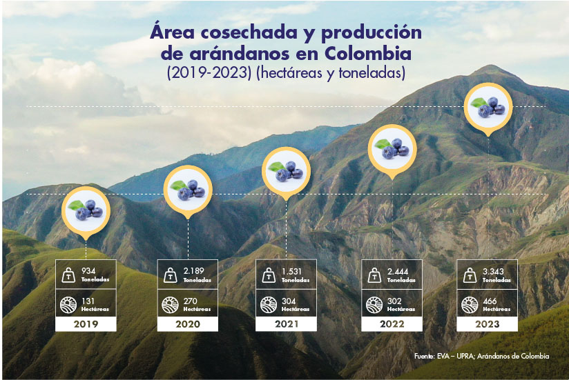 Área cosechada y producción de arándanos en Colombia (2019-2023) (hectáreas y toneladas)