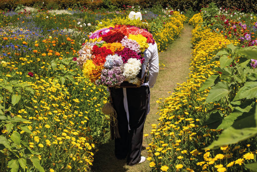 farmer growing colombian flowers.