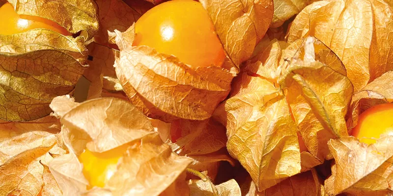 Golden berries are a special addition to a variety of dishes and drinks.