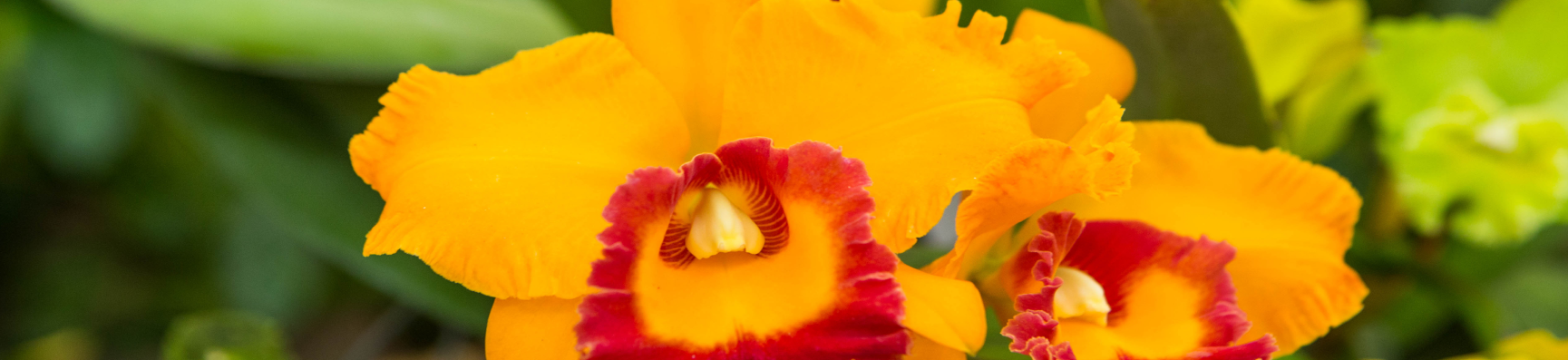 Flor amarilla y roja