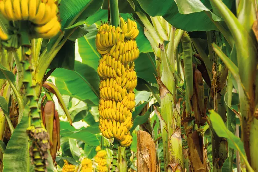 Arbol con bananos
