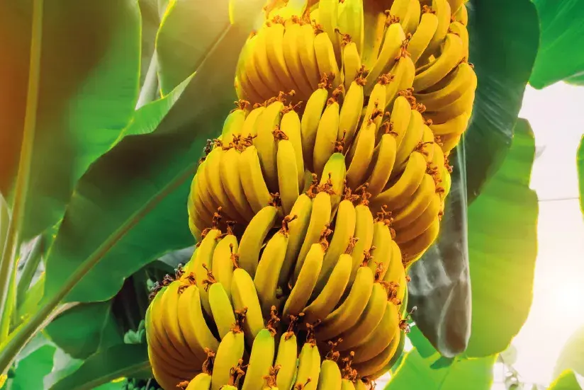 banana in Colombia