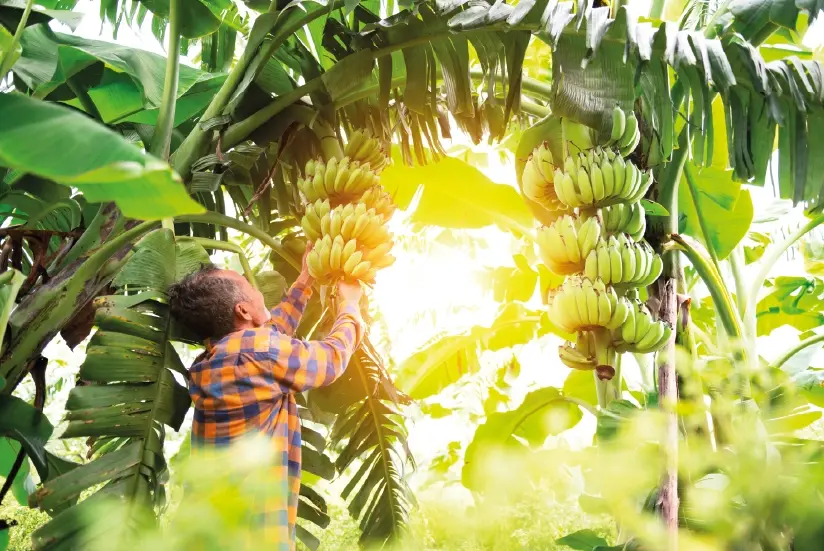 Campesino cultivando banano colombiano.