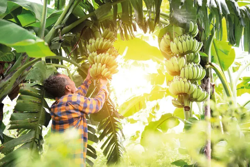 Colombia banana production