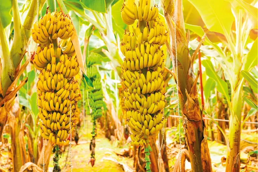 Cultivo de banano de exportación.