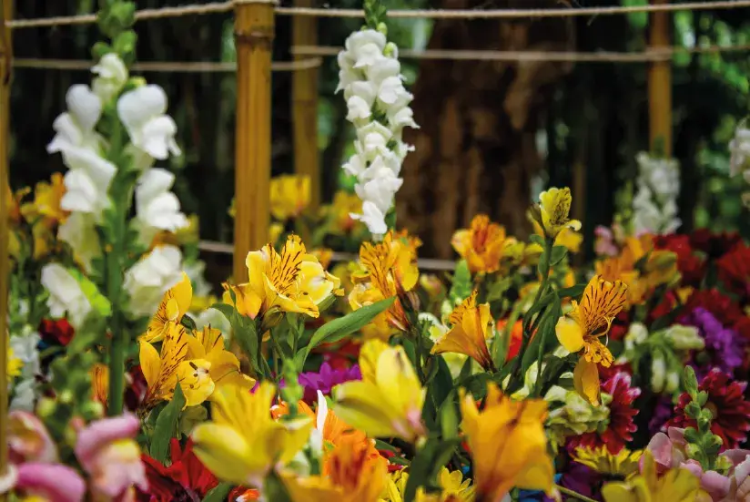 Flores para exportación en cajas