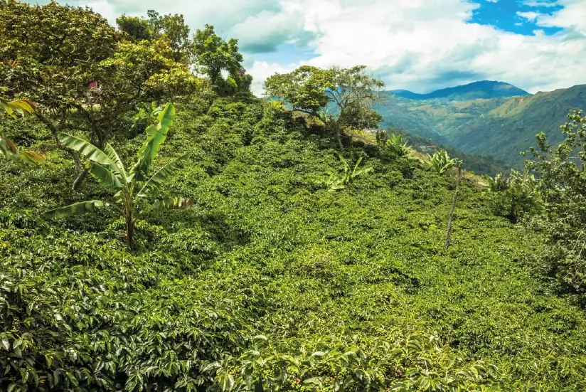 Sustainable farm in Colombia.