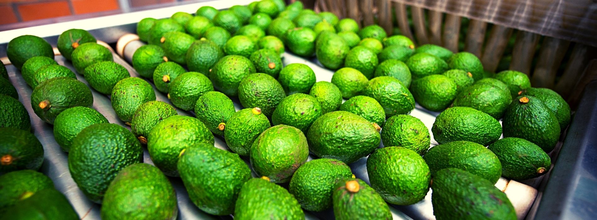 Aguacates Hass Colombianos 