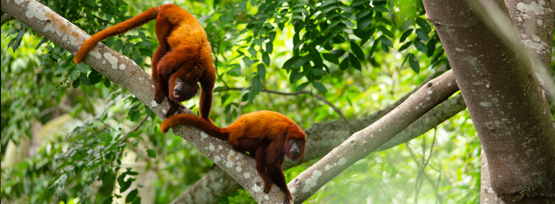 Dos monos rojos en un árbol