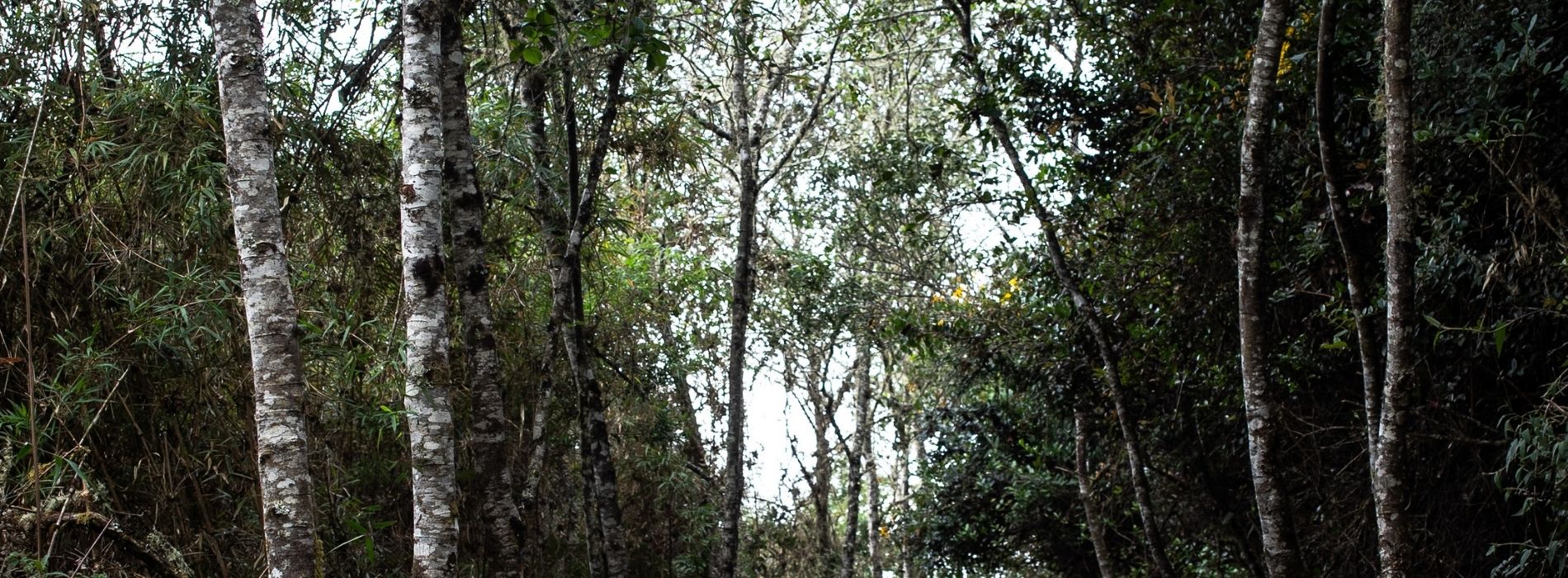 Bosque Colombiano