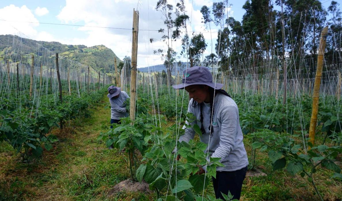 Cultivo de uchuva en Colombia