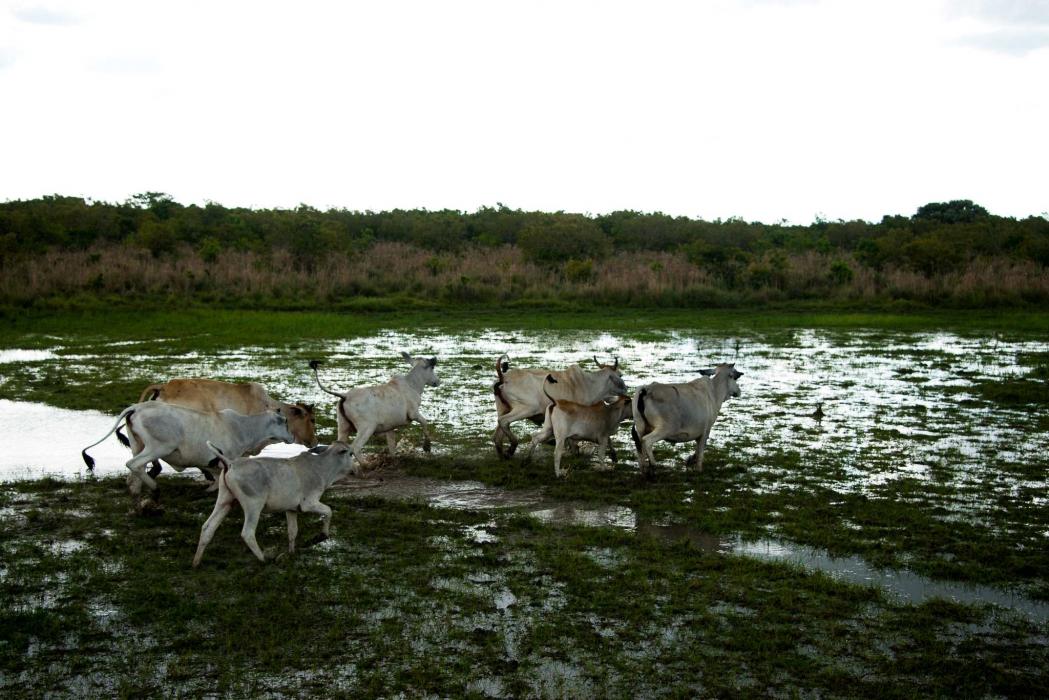 Foto panorámica de ganado en paisaje Colombiano