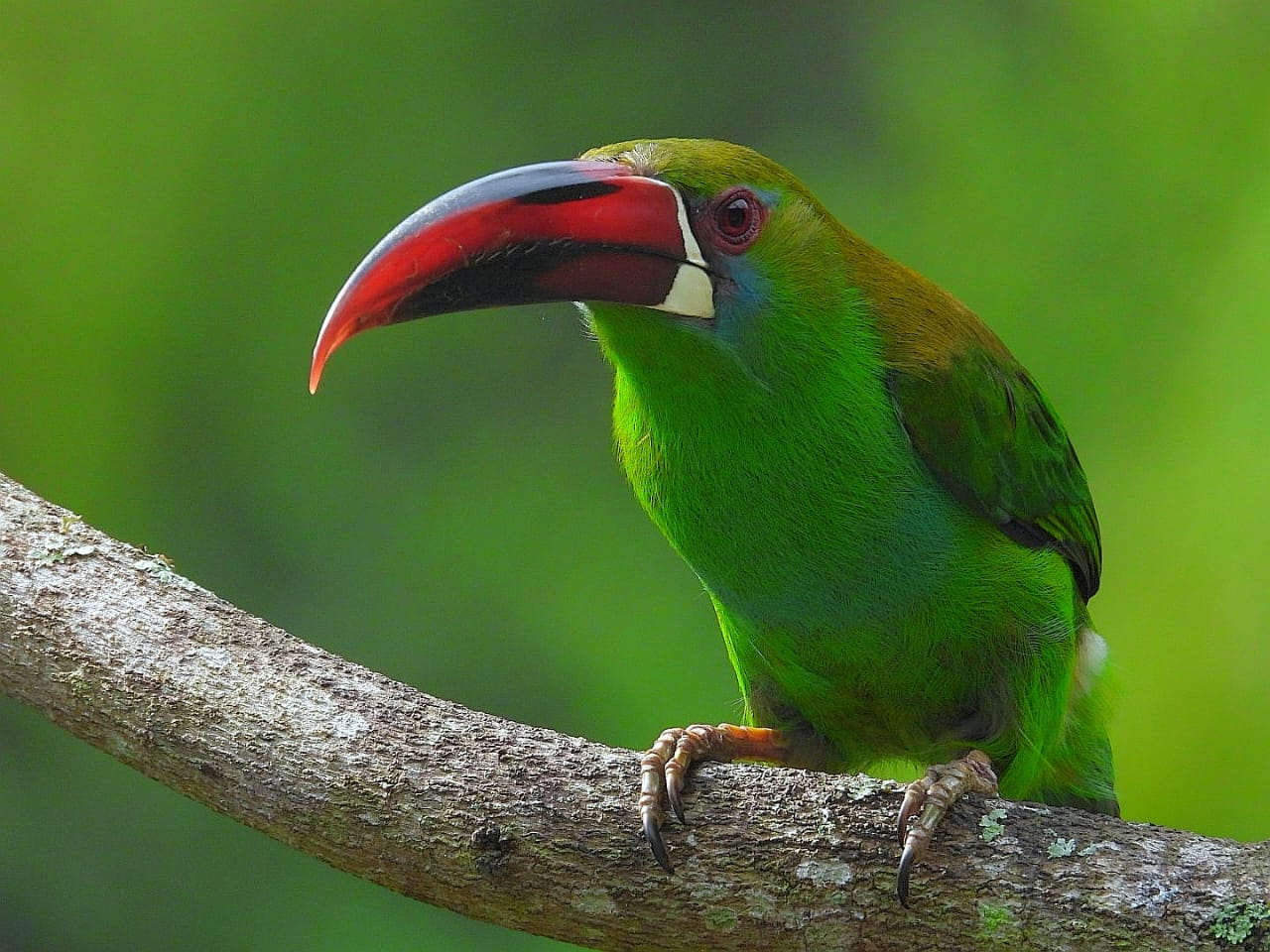 Photo credit: Courtesy of Manakin Nature Tours.