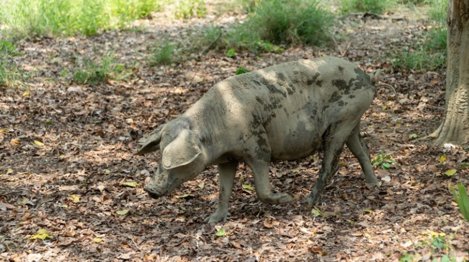 Cerdo