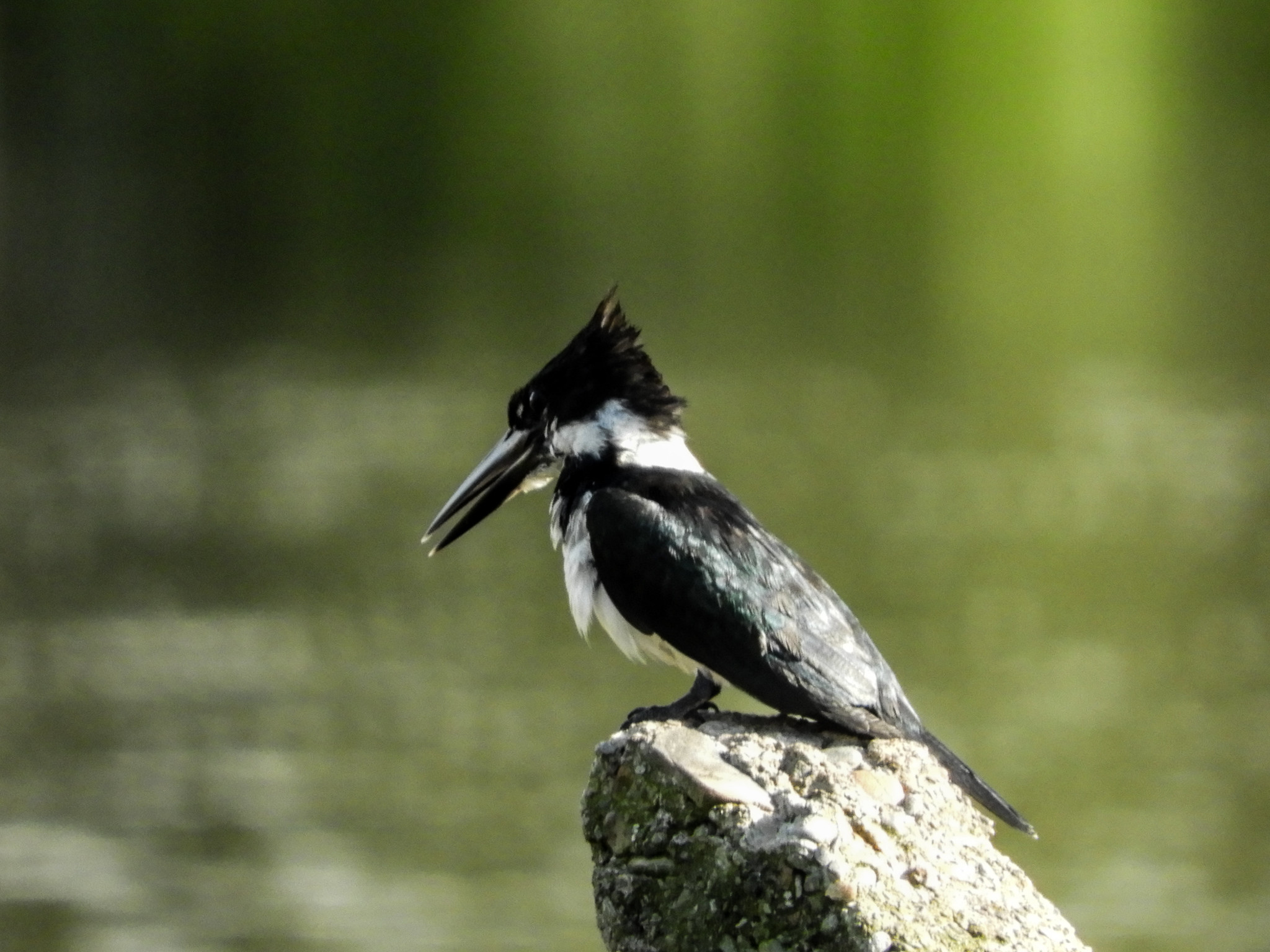 Con más de 1.500 especies registradas, Colombia reafirma su liderazgo en el Global Big Day