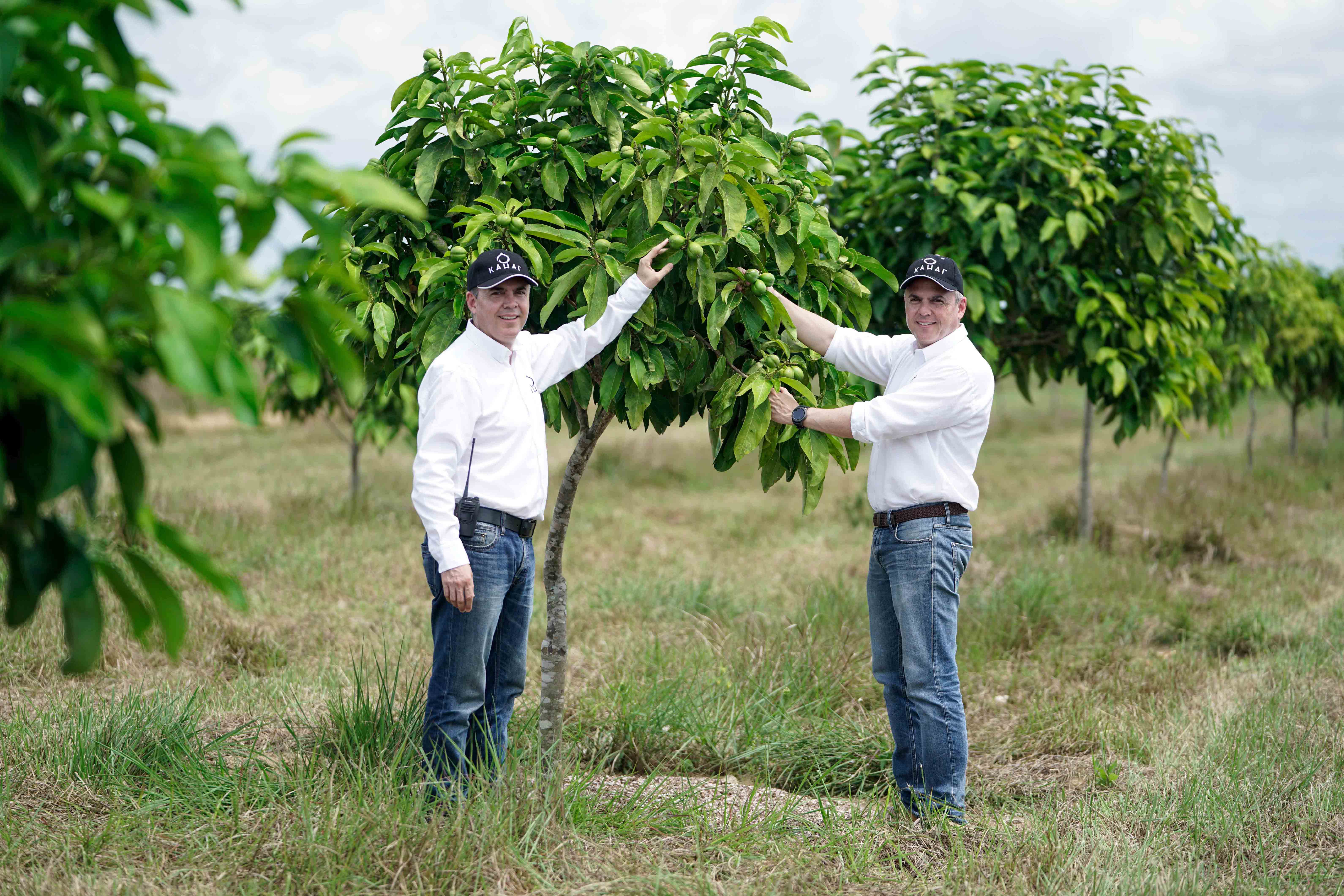 Los hermanos Jaramillo en un cultivo de Cacay, junto a un árbol del cual señalan sus frutos. 