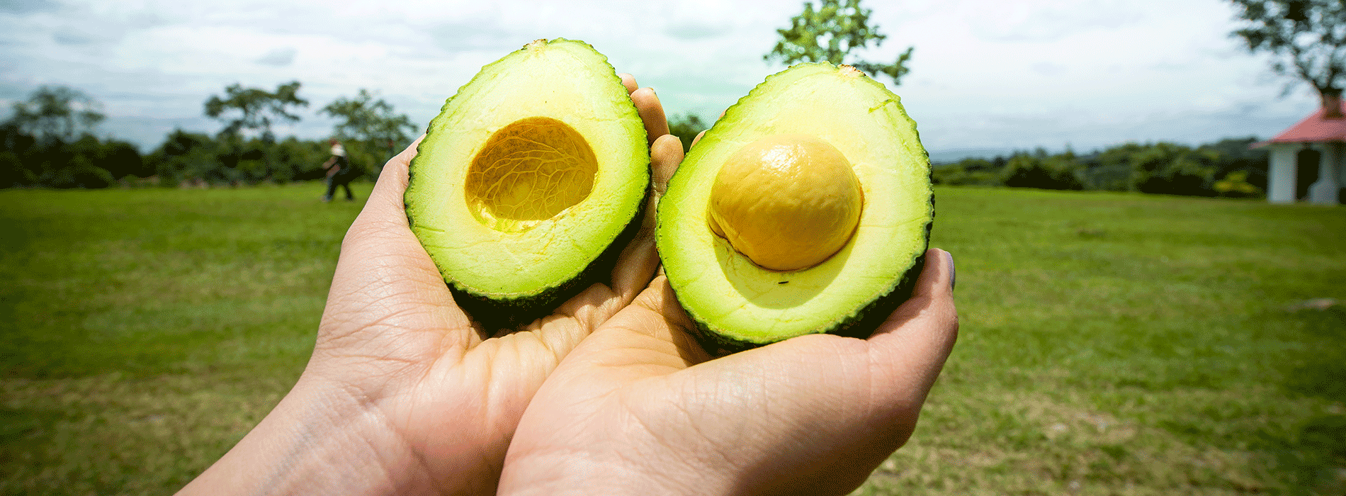 Colombian Hass avocado