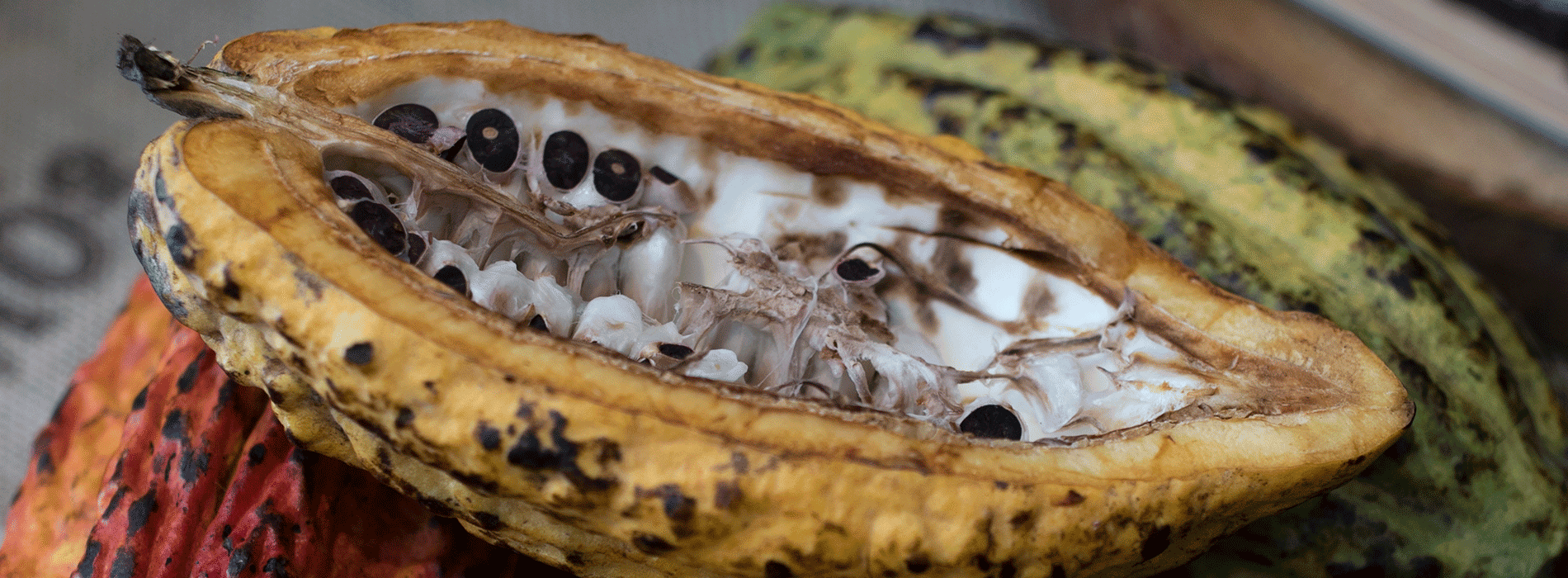 Cacao abierto 