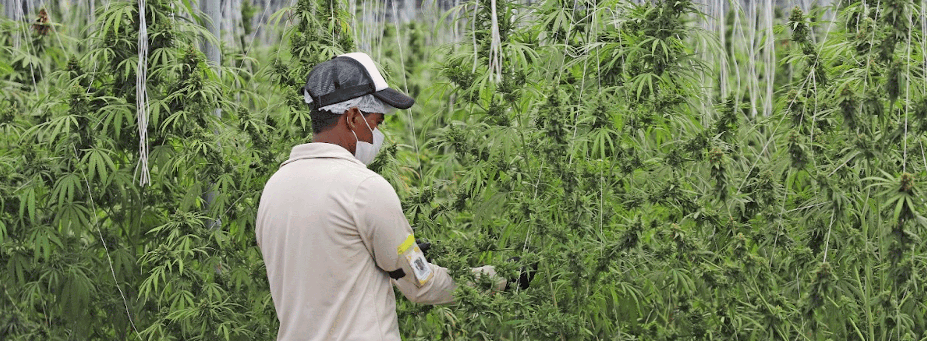 Hombre cultivando cannabis medicinal 