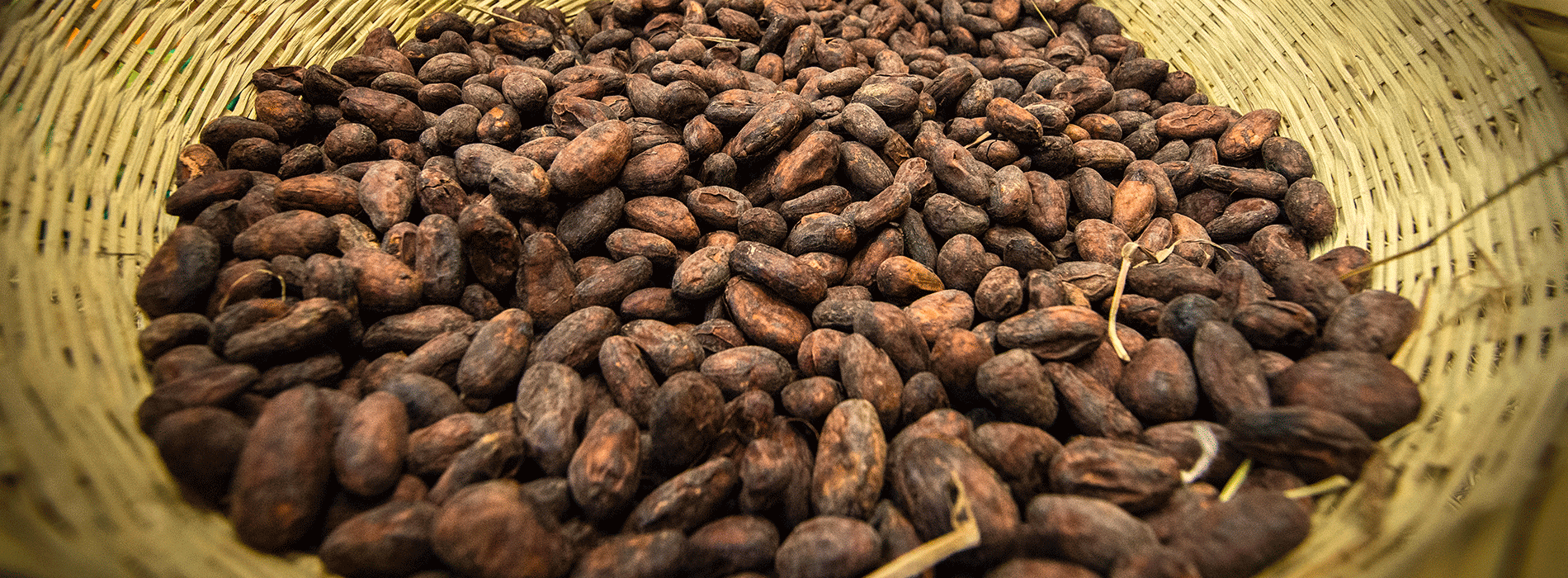 Granos de cacao en canasta 