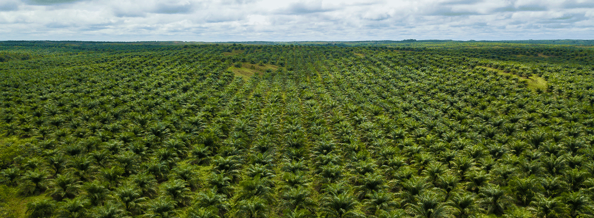 Foto panorámica de cultivos Colombianos 