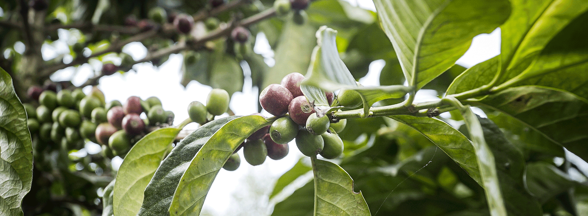 Planta de café 