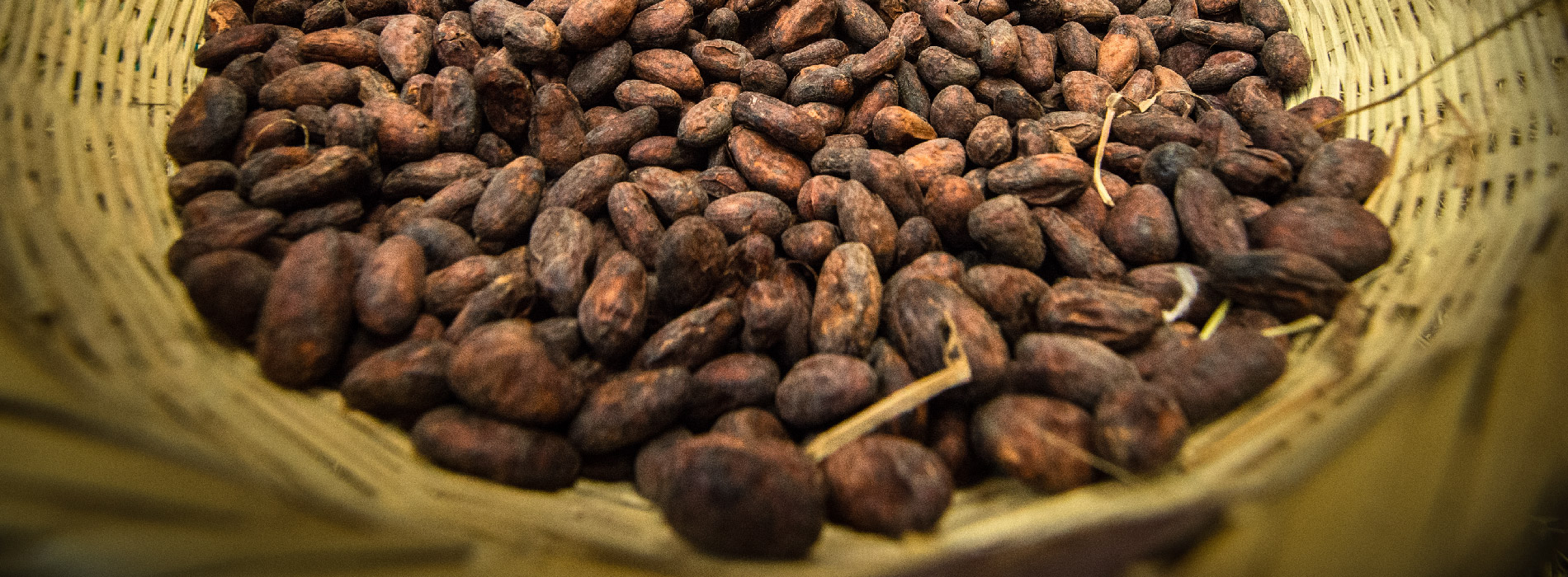 Semillas de Cacao