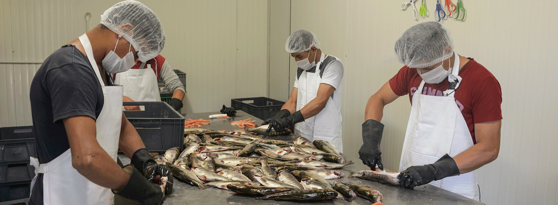 Cuatro trabajadores en pescadería  