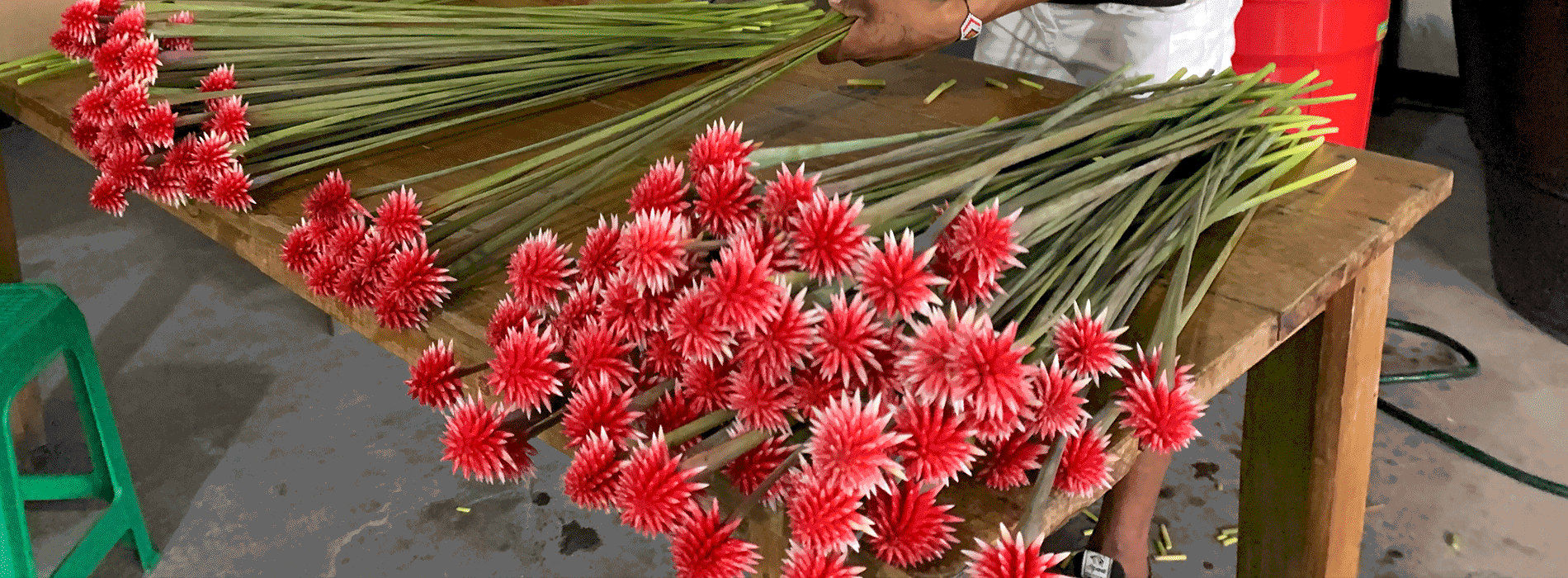 Flores exóticas de Puerto Inírida