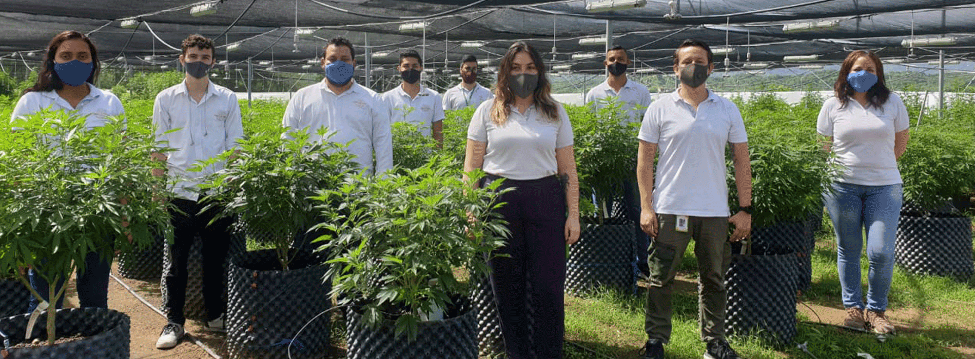 Equipo de rueda de Negocios de cannabis medicinal