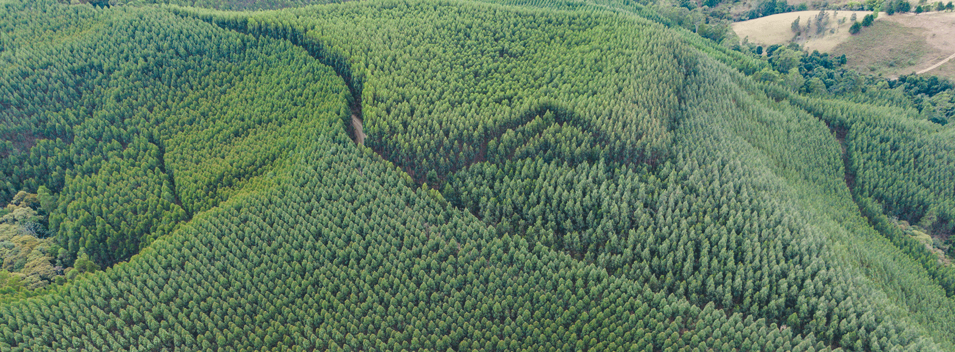 Fotografía panorámica de bosques en montañas