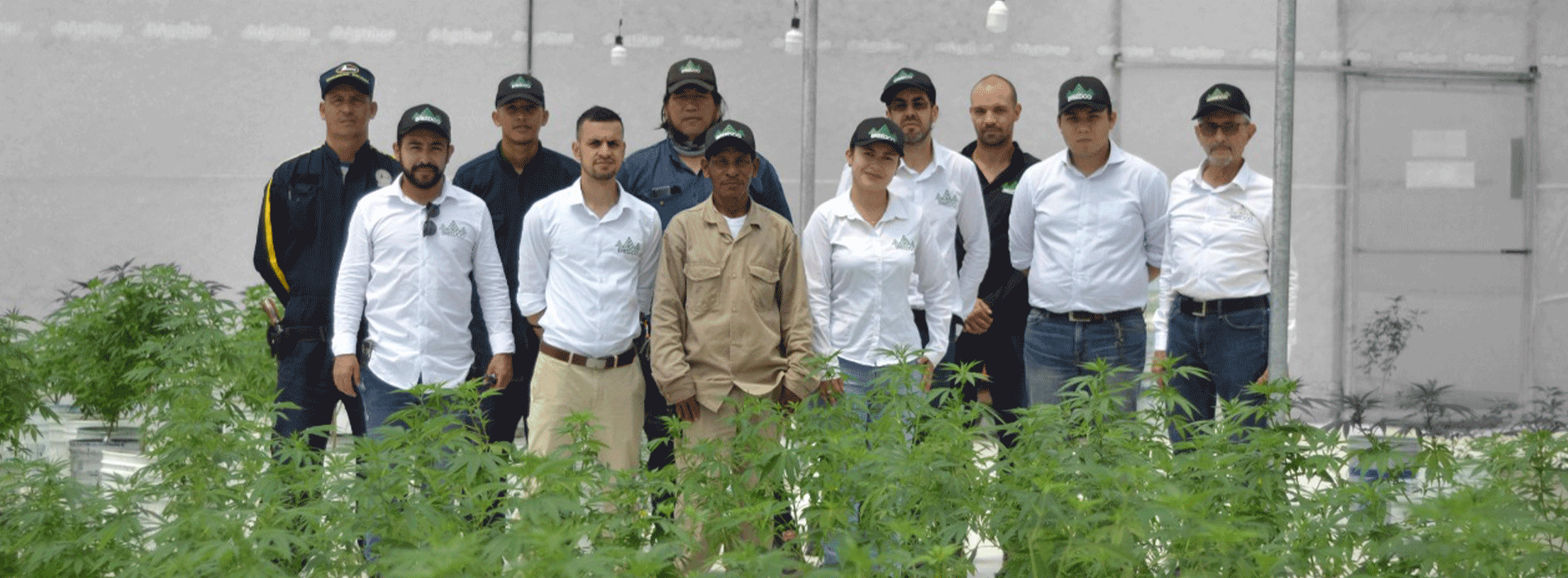 Equipo del Valle del Cauca que exportara cannabis 