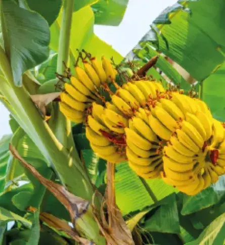 Fruits from Colombia
