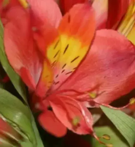 Así funciona el sector floricultor en Colombia