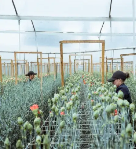 El mercado de flores en China