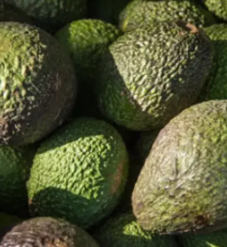 Aguacate Hass