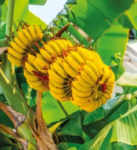 Racimo de bananos maduros colgando de una planta en cultivo tropical