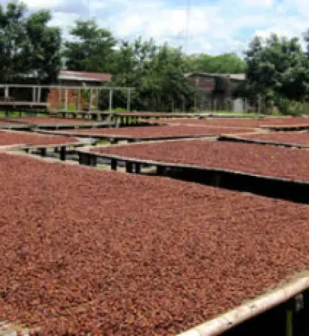 Cacao desde Colombia a Holanda para producir manteca y polvo