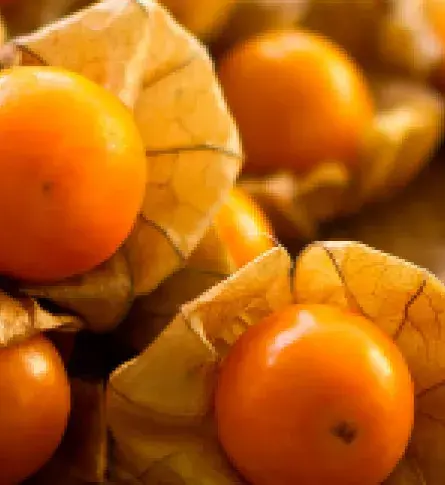 Descubra las oportunidades de exportación que tiene la uchuva colombiana.