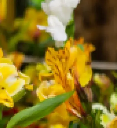 Cultivo de exportación de flores colombianas.