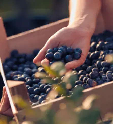 Mujer con cajas para exportar arándanos