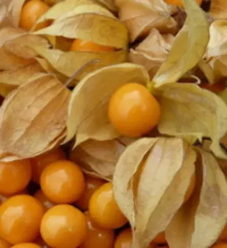 Fruto de Colombia Ochuva