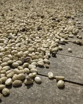 La creciente demanda de alimentos posiciona a Colombia como un actor crucial de productos orgánicos para mercados como EE.UU. y la Unión Europea, ofreciendo grandes oportunidades de exportación.