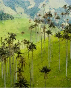 Valle del Cocora