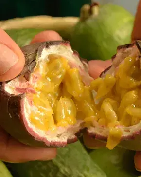 persona abriendo una fruta